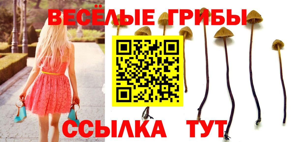 Псилоцибиновые грибы Psilocybe  Вход с VPN  Протвино 